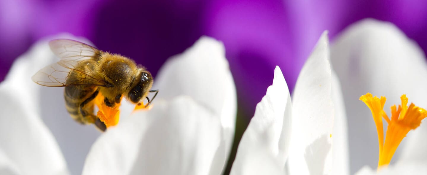 How Is Bayer Protecting Honey Bees Bayer Canada Bayer Canada
