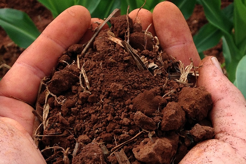 Soil in hands Soil in hands