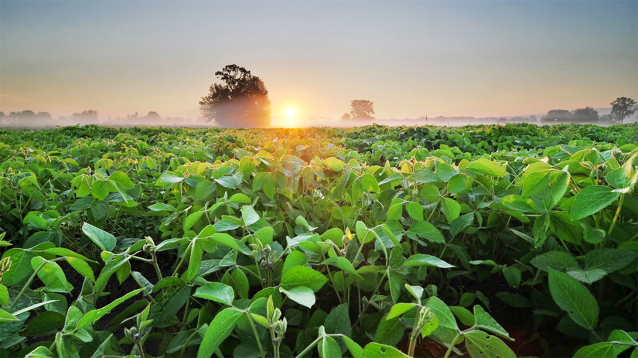 Soybeans