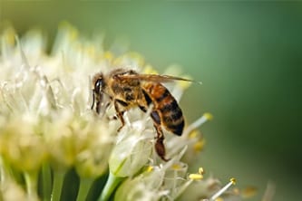 Insect Decline