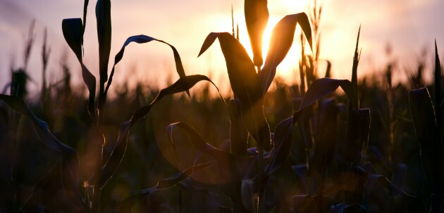 100246_Farmers_Day441.png