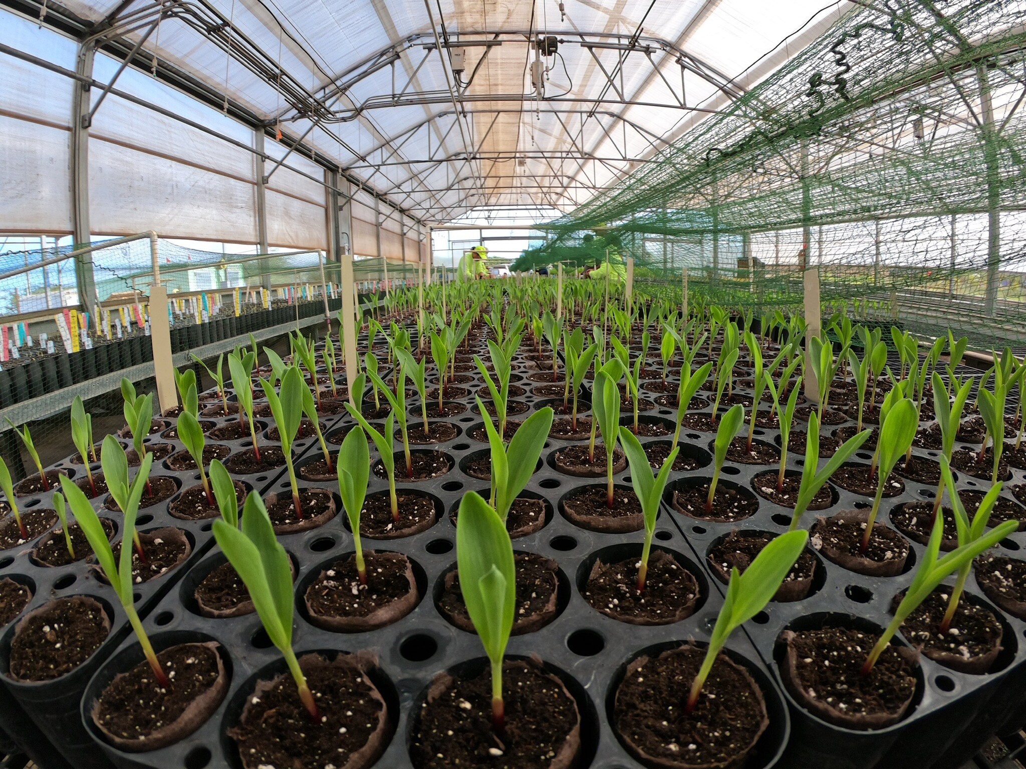 Shadehouse Usage In Agriculture Global