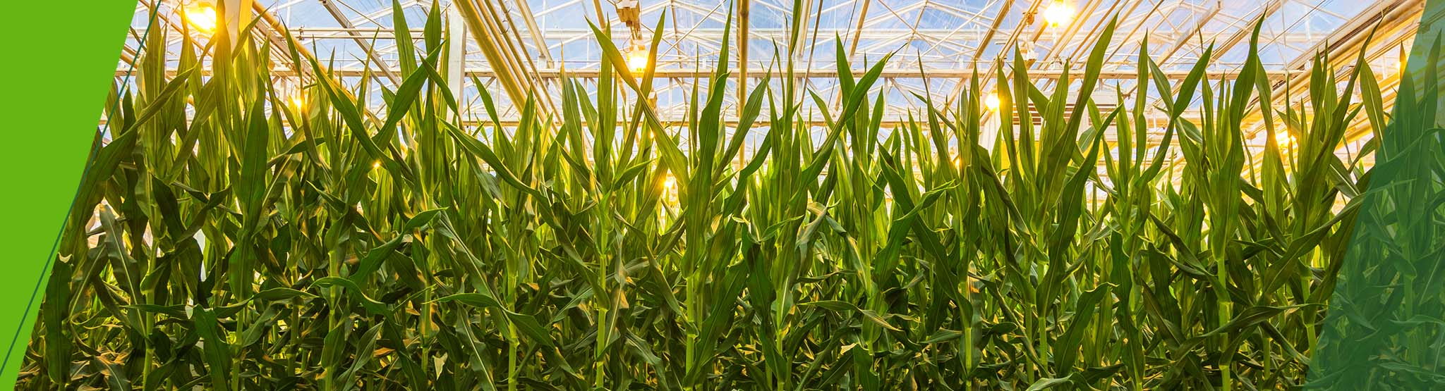 short stature corn