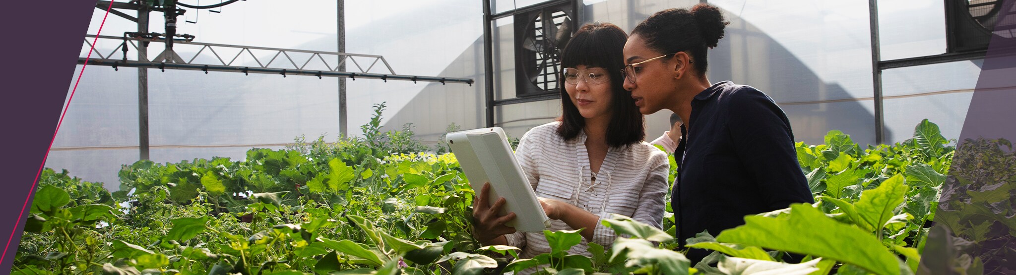 Plant Scientists in Brazil
