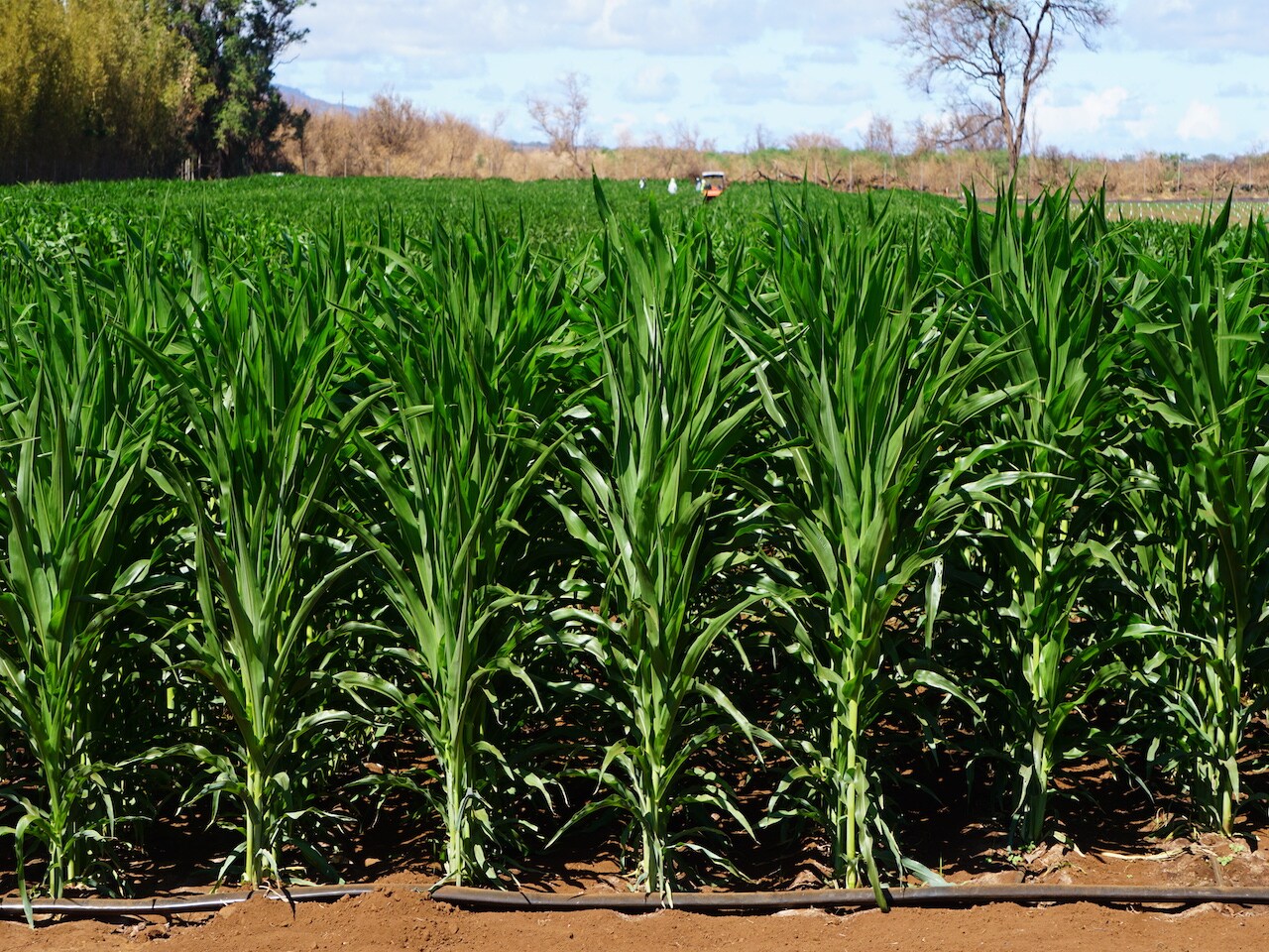 Maui field