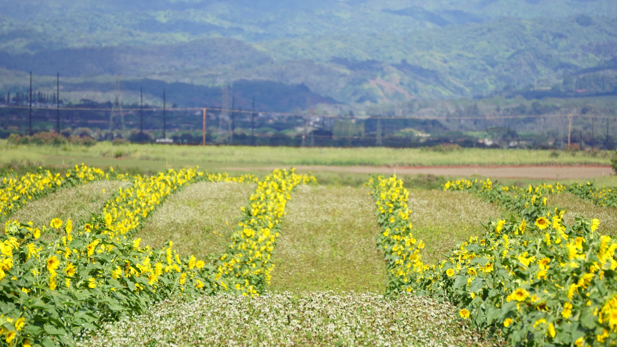 farm1