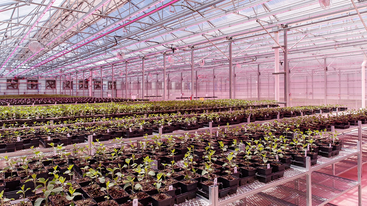 Bayer in Puerto Rico Greenhouse