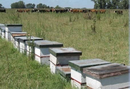 Beehives_in_the_popular_beekeeping_Argentina_0
