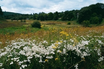 Biodiversity