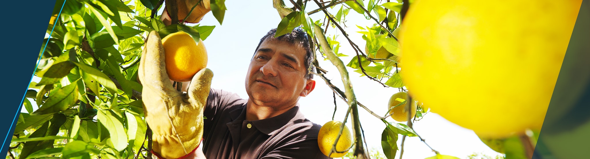 Citrus Farmer BLF