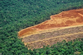 Deforestation
