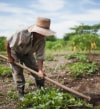 farmer
