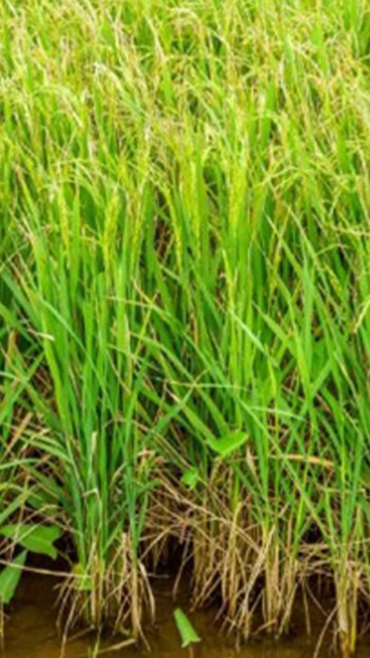 Fields