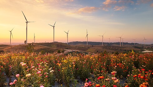 Flower Field Image