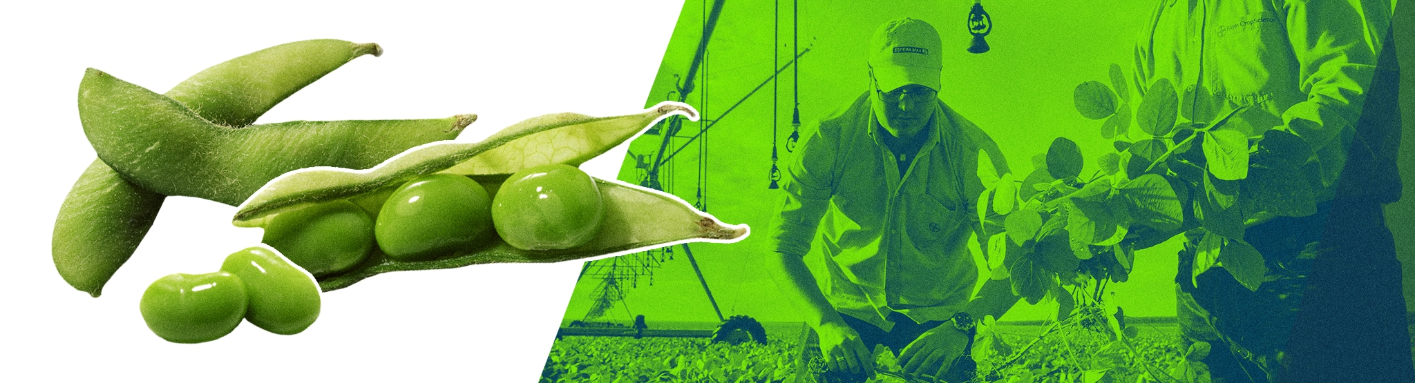GMOs around the globe 