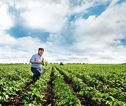 Glyphosate.jpg