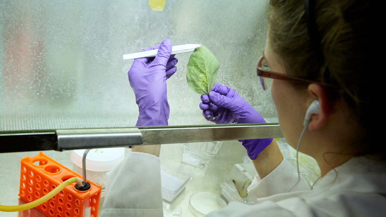 Researcher evaluating fungal damage
