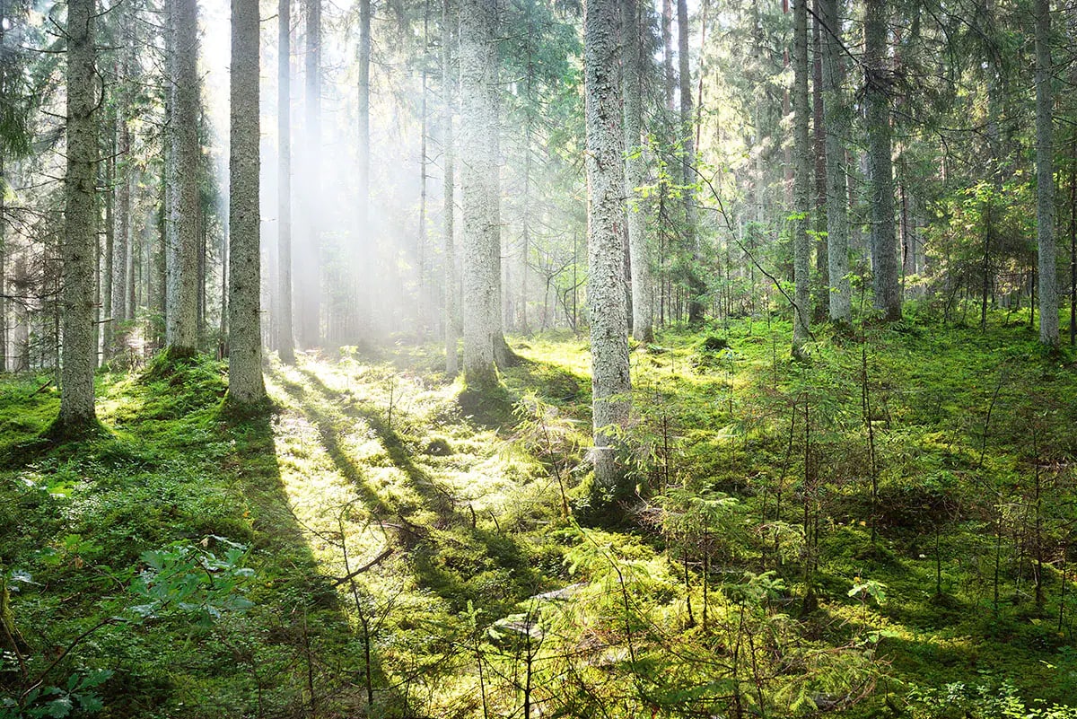 Forest with sun light 