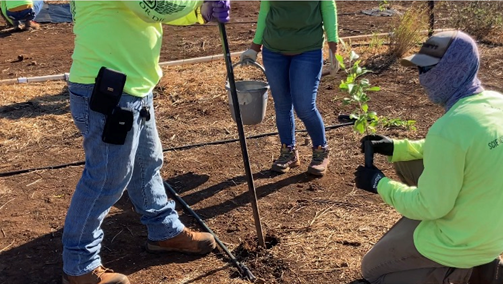 Maui Tree planting