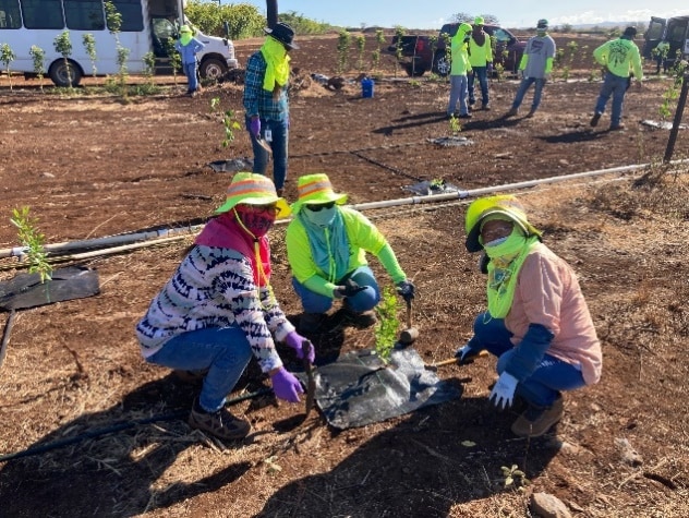 Bayer employees planting an A’ali’I tree