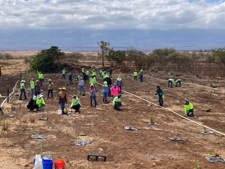 Bayer Hawaii employee-volunteers busy planting close to 300 trees