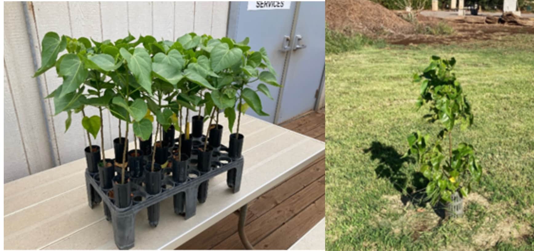 Before planting and 1 month later