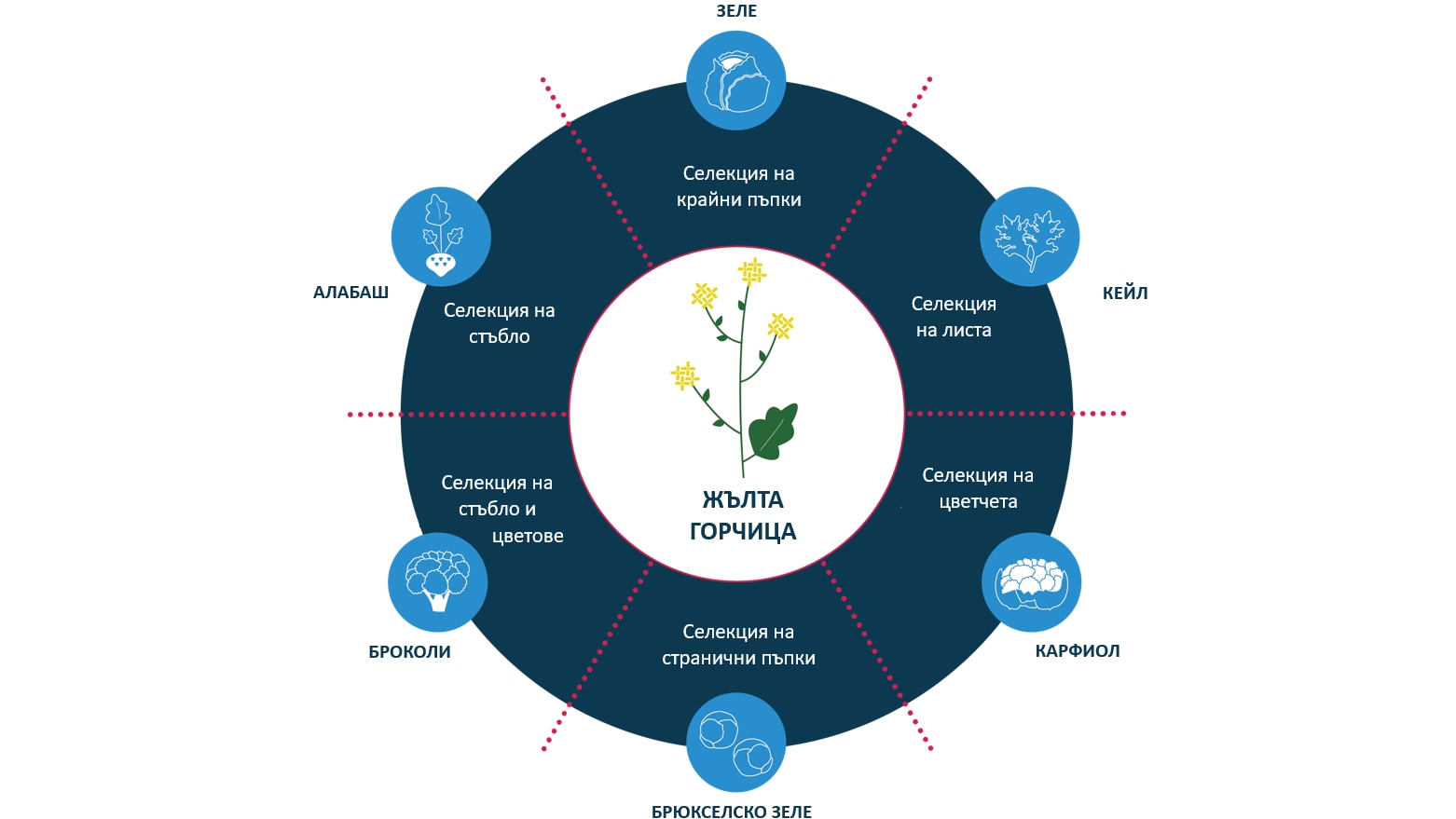 Baylab BG Mustard graphic