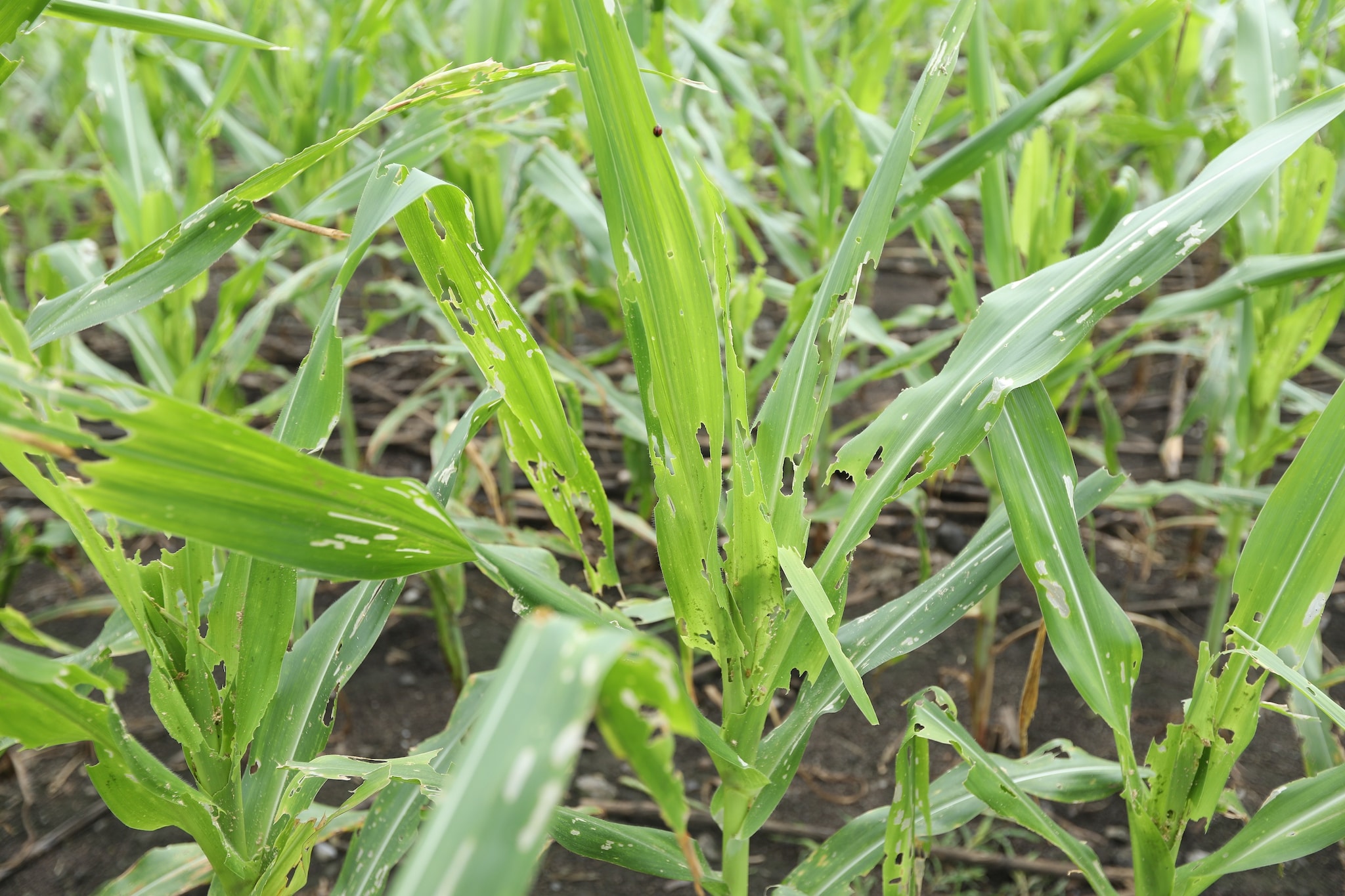 A field of corn was damaged by Fall Armyworm (FAW)