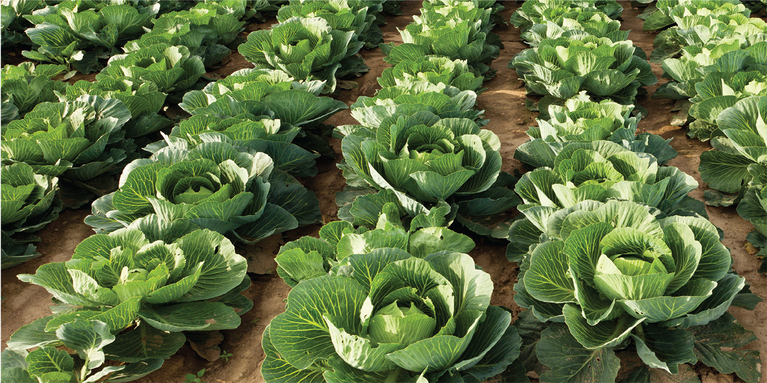 Vayego helps farmers effectively control Plutella xylostella in cabbage