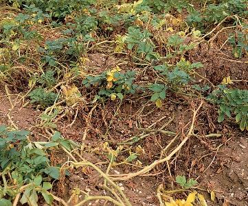 Phytophthora infestans.