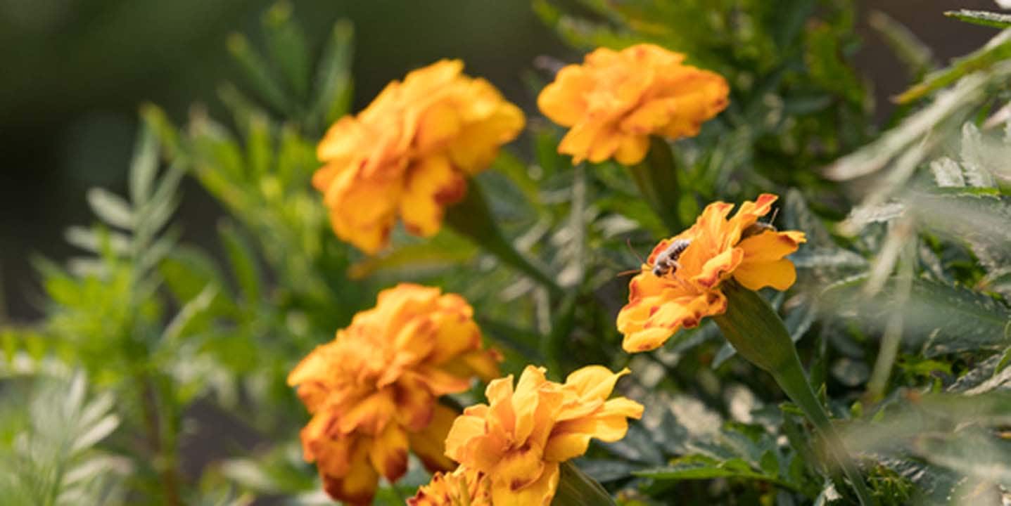 Pollinator habitat