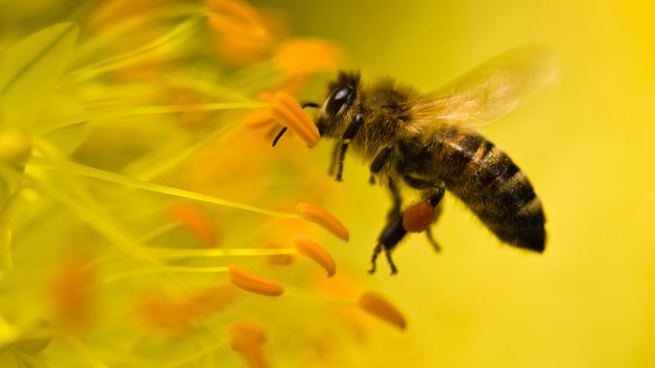 Preserving biodiversity