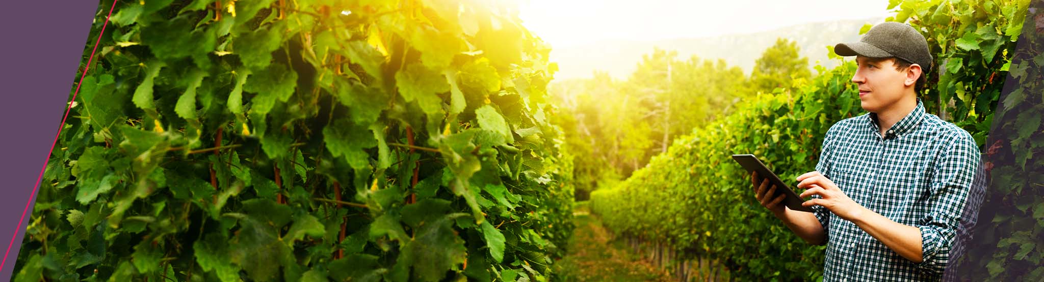 Grape Farmer with Tablet
