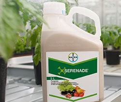 Serenade_250x210.jpg