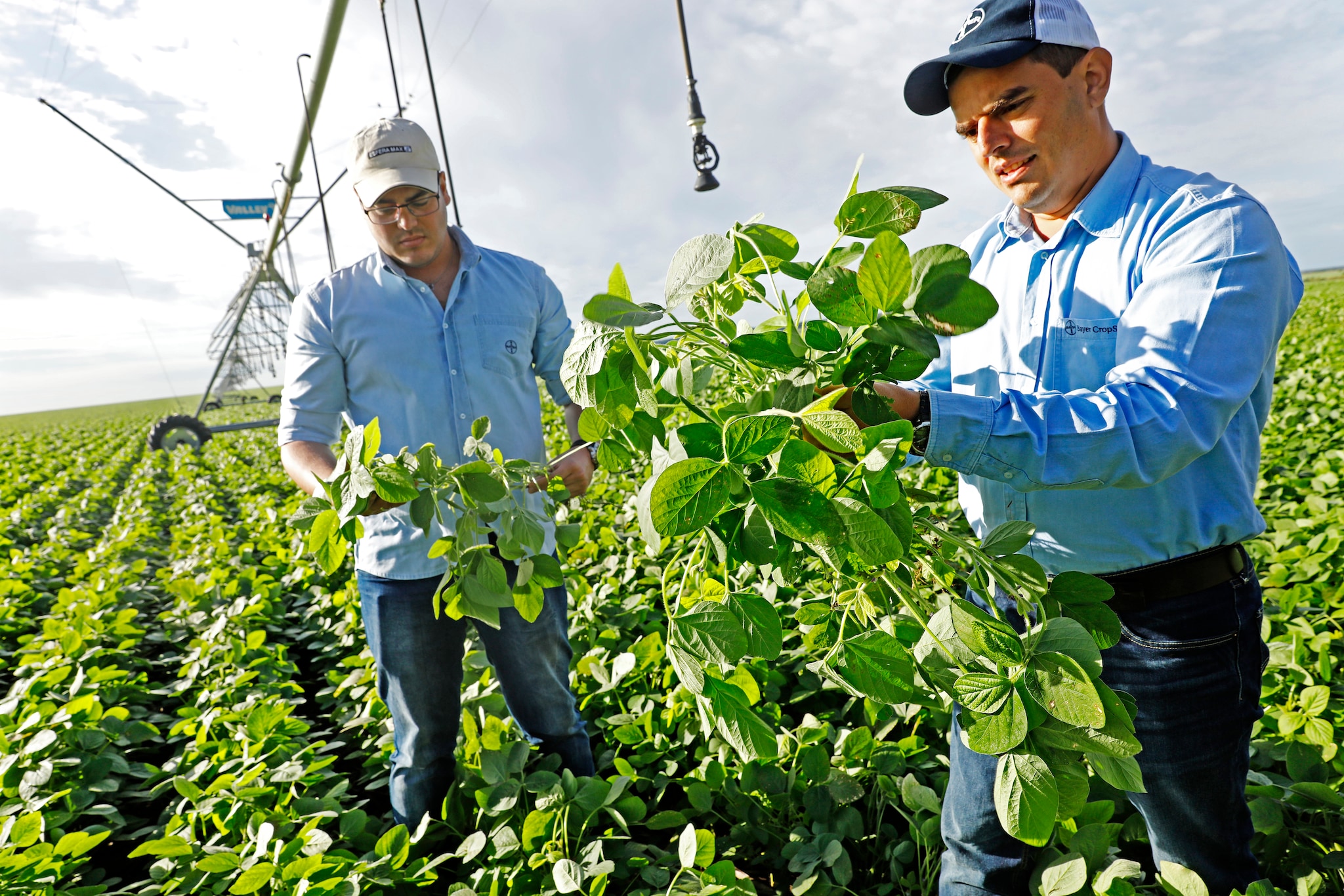 Soybean experts in a field