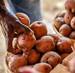 apple-in-africa