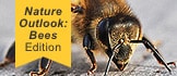 bees_nature_outlook.jpg 