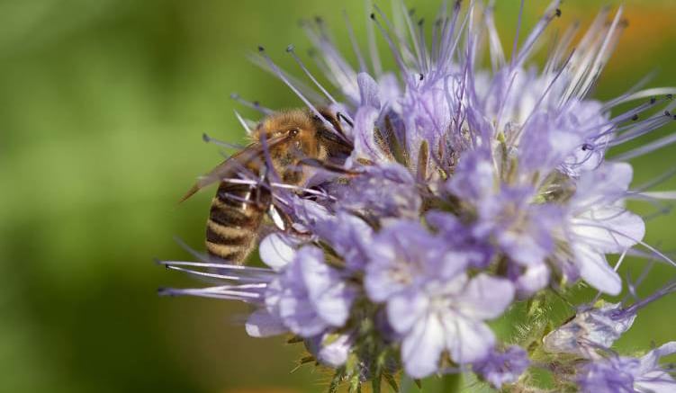 bienen-gesundheit-zoom.jpg
