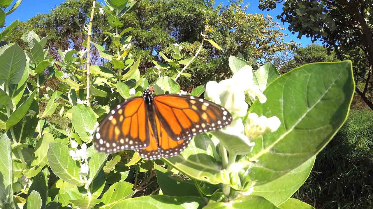 Enter for your chance to win a free Monarch Butterfly Kit