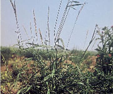 catchweed