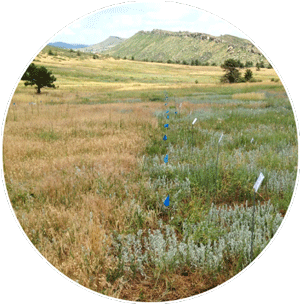 cheatgrass