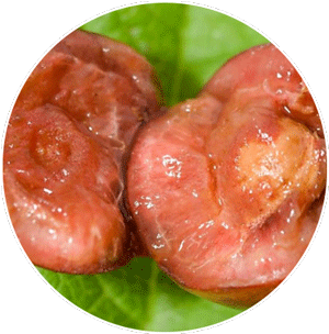 cherry-fruit-fly