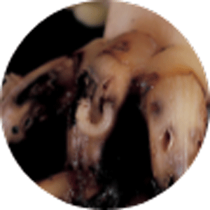 corn-rootworm