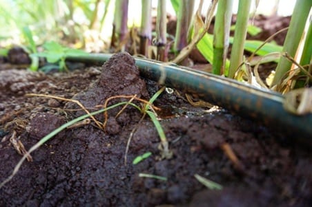 dripIrrigation1