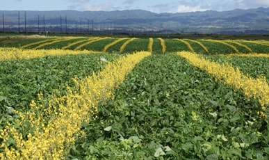 farm1