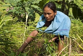 farmer