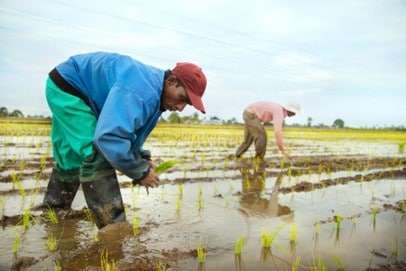 farmers planting rice seedings