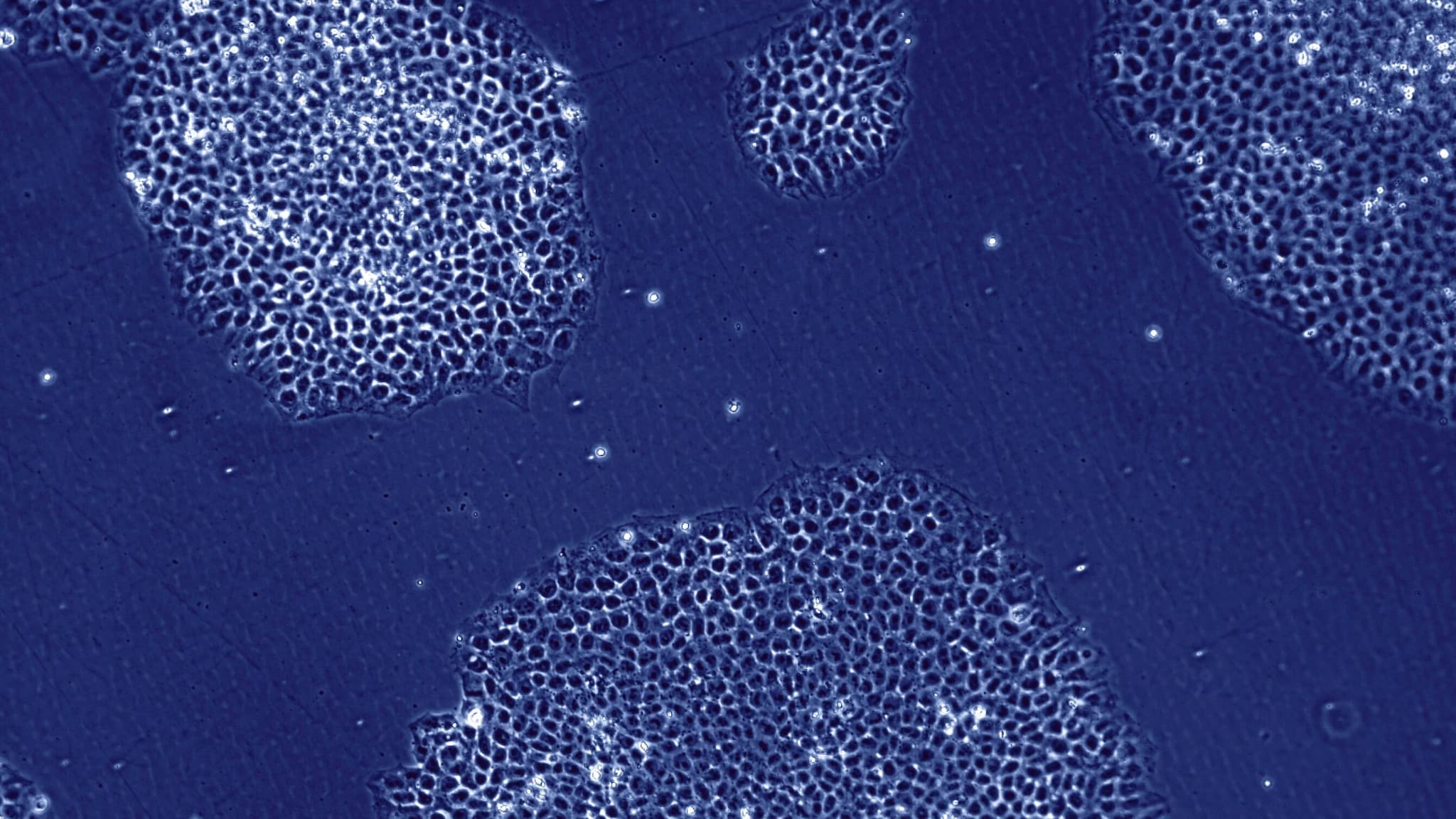 human cells