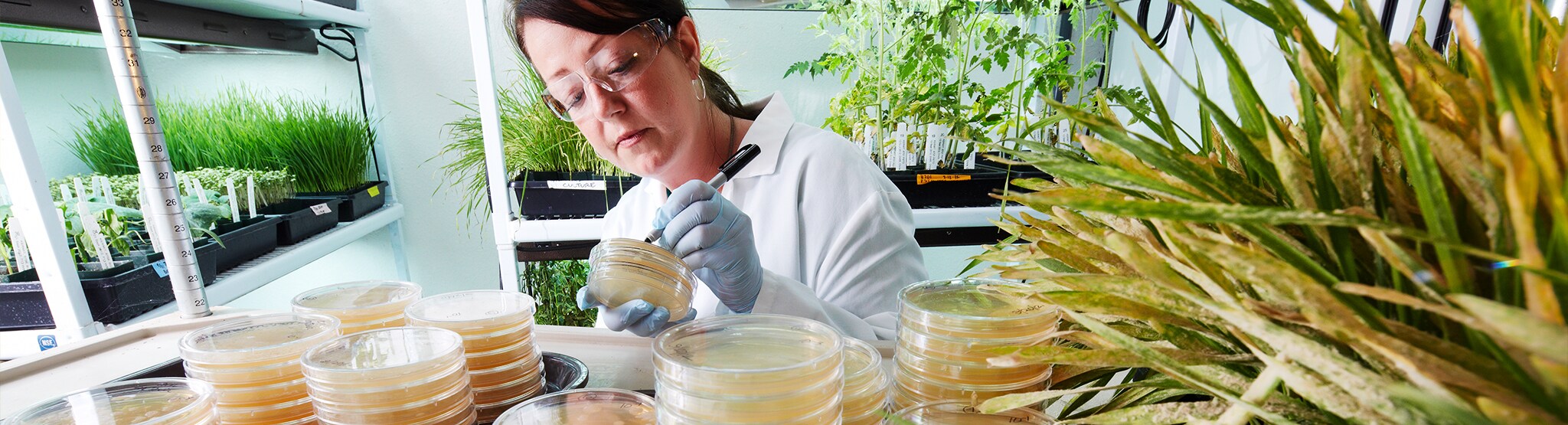 Plant scientist in lab working with microbe cultures