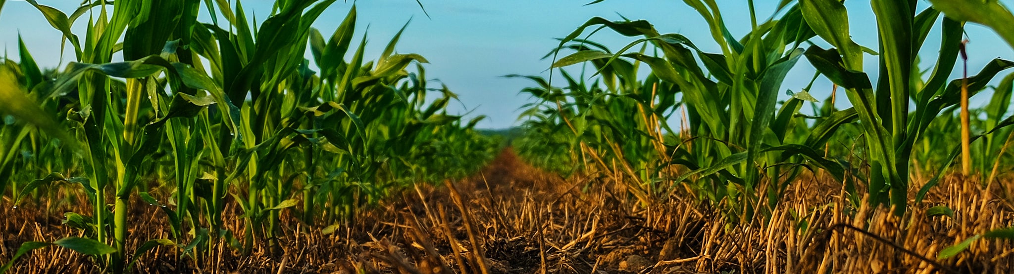Corn no-till